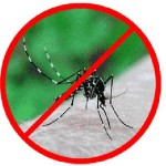 zanzara